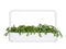 Click and Grow Shungiku Plant Pods