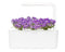 Click and Grow Sweet Alyssum Refill