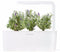 Click and Grow Lavender Refill