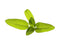 Click and Grow Garden Sage Plant Pods