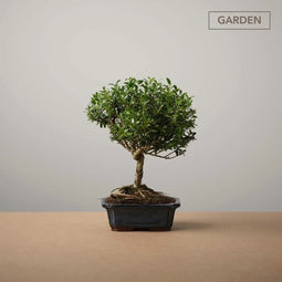 The Bonsaïst Bonsai of Shibui
