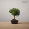 The Bonsaïst Bonsai of Shibui