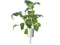 Click and Grow Italian Kale Plant Pods