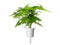 Click and Grow Lace Fern Plant Pods