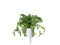 Click and Grow Shungiku Plant Pods