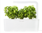 Click and Grow Dwarf Basil Refill