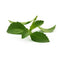 Click and Grow Stevia Refill