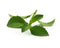 Click and Grow Stevia Refill