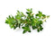 Click and Grow Thyme Plant Pods
