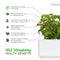 Click and Grow Wild Strawberry Plant Pods