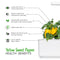 Click and Grow Yellow Sweet Pepper Plant Pods