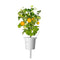 Click and Grow Yellow Mini Tomato Plant Pods