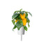 Click and Grow Yellow Sweet Pepper Plant Pods