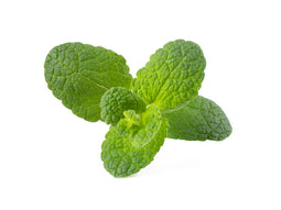 Click and Grow Apple Mint Plant Pods
