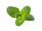 Click and Grow Apple Mint Plant Pods