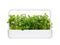 Click and Grow Apple Mint Plant Pods
