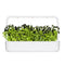 Click and Grow Black Pansy Plant Pods