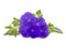 Click and Grow Blue Petunia Plant Pods