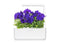 Click and Grow Blue Petunia Plant Pods