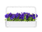 Click and Grow Blue Petunia Plant Pods