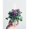 Click and Grow Sweet Alyssum Refill