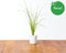 Click and Grow Chives Refill