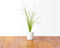 Click and Grow Chives Plant Pods