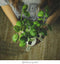 Click and Grow Basil Plant Pods
