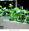 Click and Grow Chili Pepper Plant Pods