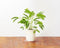 Click and Grow Mimosa Refill