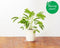 Click and Grow Mimosa Refill