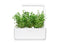 Click and Grow Mountain Savory Plant Pods