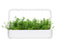 Click and Grow Mountain Savory Plant Pods