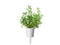 Click and Grow Mountain Savory Plant Pods