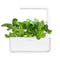Click and Grow Pak Choi 9-pack