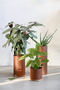 Vij5 Plant Collector