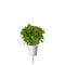 Click and Grow Dwarf Basil Plant Pods