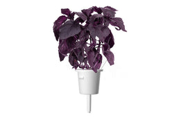 Click and Grow Red Basil Plant Pods