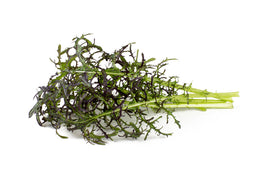 Click and Grow Red Frill Mustard Plant Pods