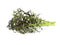 Click and Grow Red Frill Mustard Plant Pods