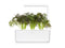 Click and Grow Red Frill Mustard Plant Pods
