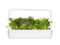 Click and Grow Red Frill Mustard Plant Pods