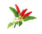 Click and Grow Red Hot Chili Pepper Plant Pods