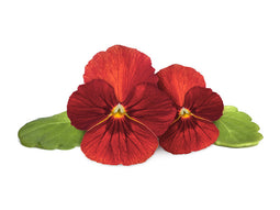 Click and Grow Red Pansy Plant Pods