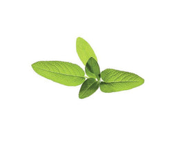 Click and Grow Garden Sage Refill
