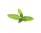 Click and Grow Garden Sage Refill