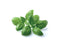 Click and Grow Basil Plant Pods