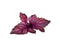 Click and Grow Red Basil Refill