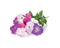 Click and Grow Petunia Refill