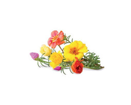 Click and Grow Moss Rose Refill